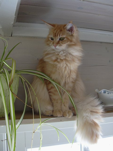 Smilla