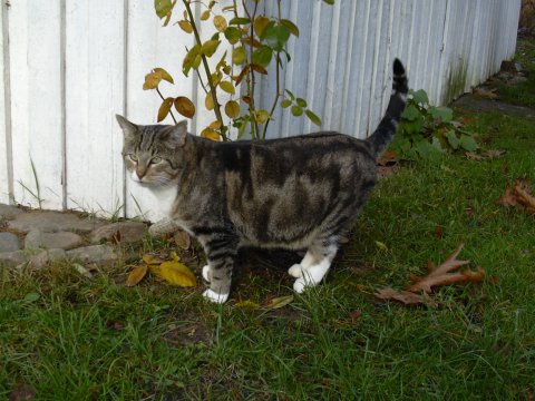Scotti